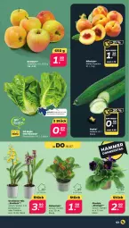 Gazetka promocyjna Netto - Woche 29 - Gazetka - ważna od 20.07 do 20.07.2024 - strona 3 - produkty: eis, gurke, Kalanchoe, orchidee, orchideen, pfirsich, pfirsiche, reis, Ria, sac, Ti, tisch