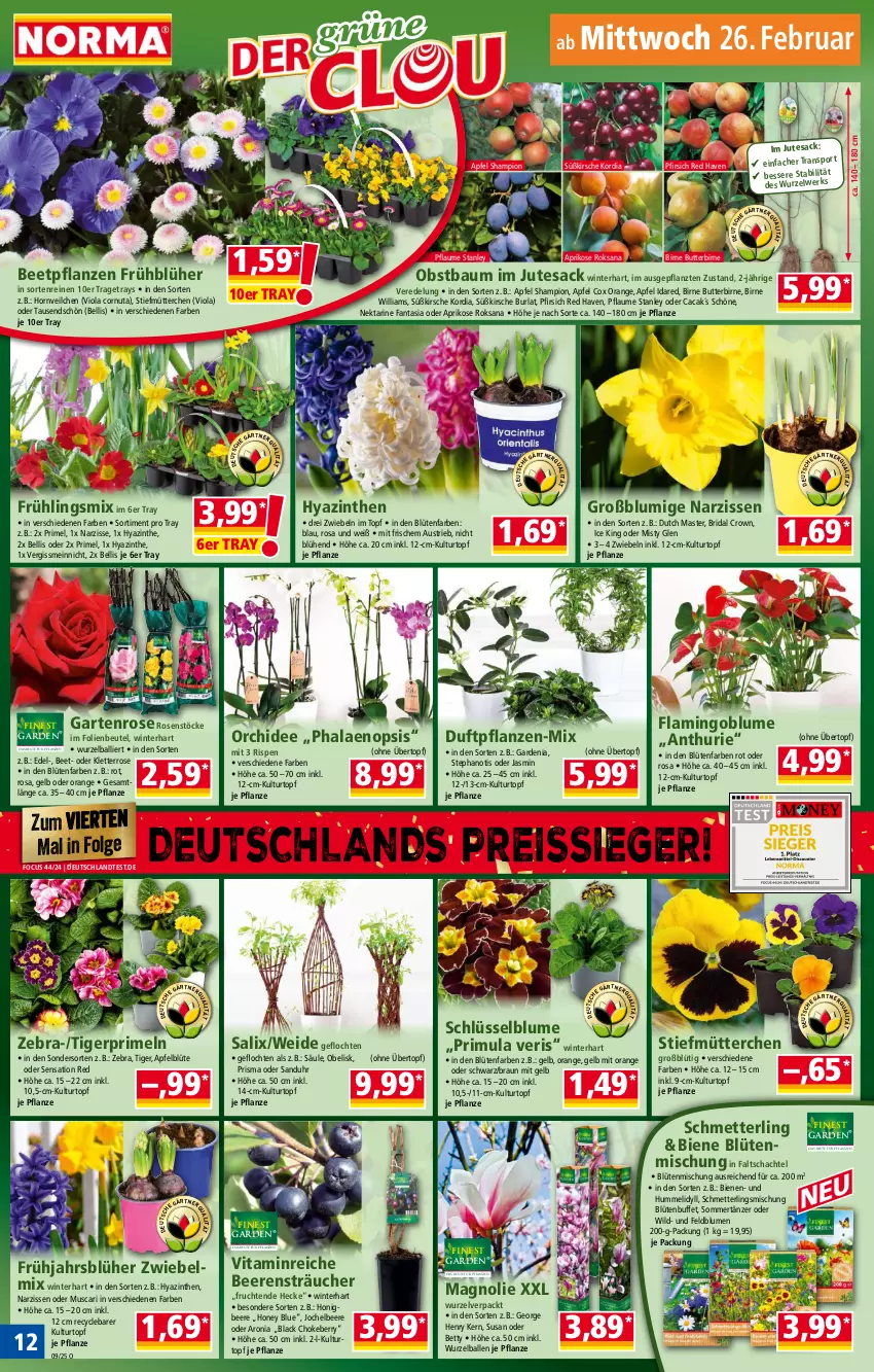 Aktueller Prospekt Norma - Norma - von 24.02 bis 03.03.2025 - strona 12 - produkty: apfel, aprikose, aust, ball, Bau, beere, beeren, beetpflanzen, bett, beutel, blume, blumen, Blüte, braun, butter, eis, fanta, frucht, Garten, honig, kirsch, kirsche, kulturtopf, lack, LG, Mett, Narzissen, Nektar, obst, orange, orchidee, pfirsich, pflanze, pflanzen, pflaume, phalaenopsis, Primeln, reis, reiss, rosen, sac, sana, Schmetterling, tesa, Ti, topf, übertopf, uhr, vita, Wild, ZTE, zwiebel, zwiebeln