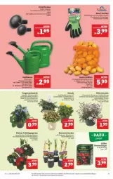 Gazetka promocyjna Marktkauf - Prospekt - Gazetka - ważna od 19.03 do 19.03.2022 - strona 11 - produkty: aust, beere, beeren, blume, blumen, Blüte, brause, brombeere, dünger, eis, elle, Garten, gartennelke, Gießkanne, handschuhe, himbeer, himbeere, johannisbeere, käfer, kartoffel, kartoffeln, Kraut, leine, mehl, pflanze, pflanzen, reis, sac, schuhe, Schütze, teller, Ti, topf, touchscreen