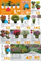 Gazetka promocyjna - Gazetka - ważna od 19.07 do 19.07.2025 - strona 6 - produkty: Begonia, beispielabbildung, Blüte, chrysanthemen, Cif, Echinacea, eis, elle, Ficus, Garten, hortensie, hydrangea, hydrangea macrophylla, Inkalilie, käfer, mac, orchidee, phalaenopsis, Ria, salat, stauden, Ti, topf, übertopf, und gemüse