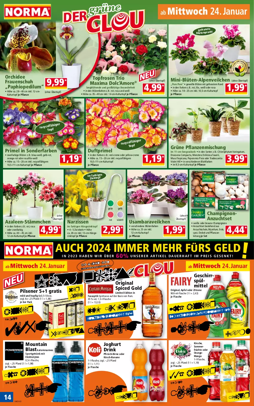 Aktueller Prospekt Norma - Norma - von 22.01 bis 29.01.2024 - strona 14 - produkty: Alpenveilchen, apfel, auer, banane, Blüte, braun, champignon, champignons, creme, decke, Deckel, drink, eis, Elektro, erde, flasche, früchte, geschirr, geschirrspülmittel, getränk, gin, joghur, joghurt, kirsch, kirsche, korb, kulturtopf, mango, monster, Monstera, Narzissen, orange, orchidee, original spiced gold, pfirsich, pflanze, pflanzen, pils, pilsener, reis, rosen, rum, Schal, Schale, Sport, spülmittel, Ti, topf, übertopf, zitrone, zwiebel, zwiebeln