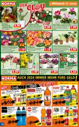 Gazetka promocyjna Norma - Norma - Gazetka - ważna od 29.01 do 29.01.2024 - strona 14 - produkty: Alpenveilchen, apfel, auer, banane, Blüte, braun, champignon, champignons, creme, decke, Deckel, drink, eis, Elektro, erde, flasche, früchte, geschirr, geschirrspülmittel, getränk, gin, joghur, joghurt, kirsch, kirsche, korb, kulturtopf, mango, monster, Monstera, Narzissen, orange, orchidee, original spiced gold, pfirsich, pflanze, pflanzen, pils, pilsener, reis, rosen, rum, Schal, Schale, Sport, spülmittel, Ti, topf, übertopf, zitrone, zwiebel, zwiebeln