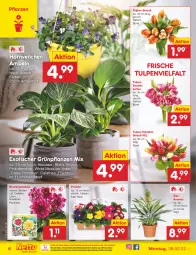 Gazetka promocyjna Netto Marken-Discount - Filial-Angebote - Gazetka - ważna od 05.03 do 05.03.2022 - strona 6 - produkty: ananas, blume, blumen, dahlie, eis, Gladiolen, Grünpflanzen, kulturtopf, lack, ndk, pflanze, pflanzen, Primeln, Rana, reis, Thea, Ti, tisch, topf, velvet, versandkostenfrei, zwiebel, zwiebeln