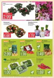 Gazetka promocyjna Edeka - Prospekte - Gazetka - ważna od 20.01 do 20.01.2024 - strona 8 - produkty: bio, blattspinat, blume, blumen, Blumenstrauß, cherrytomaten, cola, deka, edeka bio, eis, kartoffel, kartoffeln, Narzissen, paprika, rucola, salat, Salatmix, speisekartoffeln, spinat, Spitzpaprika, tomate, tomaten, zwiebel, zwiebeln