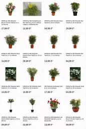 Gazetka promocyjna Obi - Prospekte - Gazetka - ważna od 22.11 do 22.11.2023 - strona 12 - produkty: dip, kübelpflanzen, LG, pflanze, pflanzen, topf