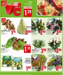 Gazetka promocyjna Edeka - Prospekte - Gazetka - ważna od 14.09 do 14.09.2024 - strona 3 - produkty: beutel, bio, Blüte, bonduelle, cola, creme, eis, elle, Garten, Kraut, kräuter, rucola, salat, Schal, Schale, Ti, topf, Wild