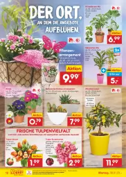 Gazetka promocyjna Netto Marken-Discount - Filial-Angebote - Gazetka - ważna od 04.02 do 04.02.2023 - strona 12 - produkty: angebot, angebote, bestpreis, blume, blumen, eis, ente, früchte, früchten, Grünpflanzen, Kaktee, korb, ndk, orange, pflanze, pflanzen, reis, Sukkulente, tee, Ti, topf, usb, zitrone