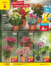 Gazetka promocyjna Netto Marken-Discount - Filial-Angebote - Gazetka - ważna od 01.07 do 01.07.2023 - strona 4 - produkty: bestpreis, chrysanthemen, Echinacea, eis, Kalanchoe, ndk, orchidee, orchideen, pflanze, pflanzen, reis, rosen, stauden, Ti, topf