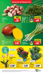 Gazetka promocyjna Lidl - Aktionsprospekt - Gazetka - ważna od 27.05 do 27.05.2023 - strona 7 - produkty: cola, Mett, orchidee, pflanze, pflanzen, rucola, Schal, Schalotte, Schmetterling, Ti, zwiebel, zwiebeln