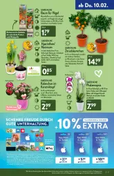 Gazetka promocyjna Aldi Nord - Aldi-Aktuell - Gazetka - ważna od 12.02 do 12.02.2022 - strona 17 - produkty: angebot, Apple, ball, Bau, Blüte, Brei, dell, elle, erde, früchte, früchten, gin, Kalanchoe, kulturtopf, Mode, Narzissen, pflanze, phalaenopsis, Ria, rwe, Ti, topf, übertopf, usb, zitrone, ZTE, zwiebel, zwiebeln