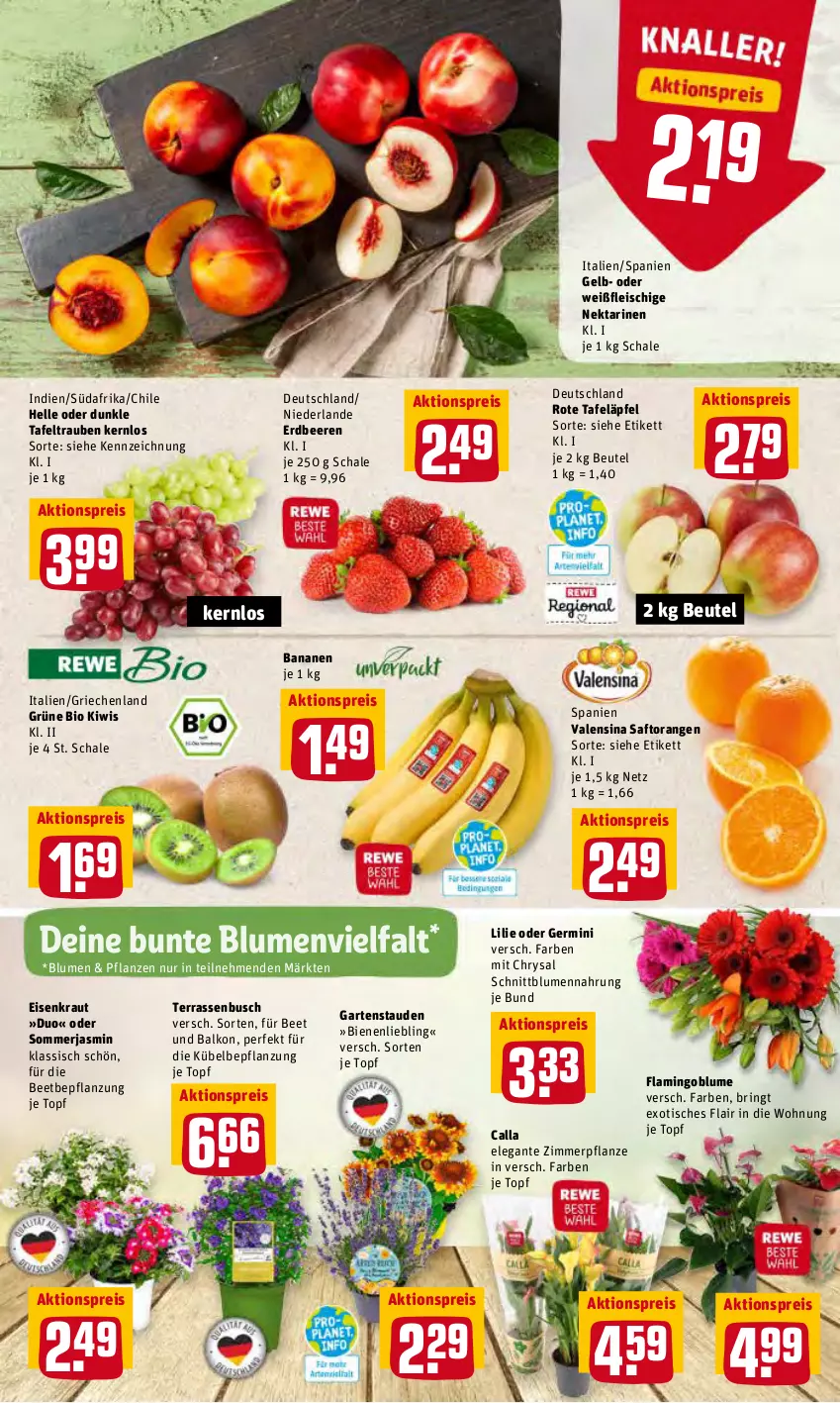 Aktueller Prospekt Rewe - REWE Ihr Kaufpark - von 16.05 bis 21.05.2022 - strona 3 - produkty: aktionspreis, banane, bananen, beere, beeren, beutel, bio, blume, blumen, eis, elle, erdbeere, erdbeeren, fleisch, Garten, Germ, kiwi, Kraut, Nektar, nektarinen, orange, orangen, pflanze, pflanzen, reis, ring, rote tafeläpfel, saft, Saftorangen, Schal, Schale, stauden, tafeläpfel, tafeltrauben, Ti, tisch, topf, trauben, valensina