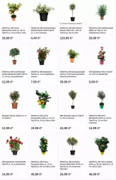 Gazetka promocyjna Obi - Prospekte - Gazetka - ważna od 21.06 do 21.06.2023 - strona 16 - produkty: apfel, Bau, citrus, dip, dipladenia, Garten, grana, granatapfel, lachs, olive, oliven, punica, Rana, sim, Ti, topf