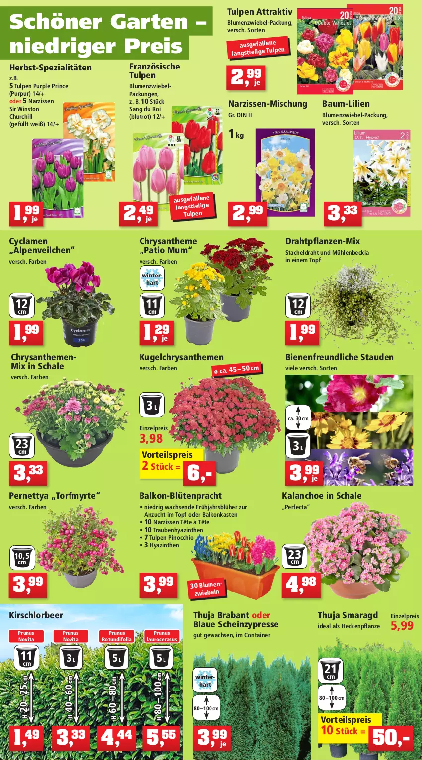 Aktueller Prospekt Thomas Philipps - Prospektwerbung - von 19.09 bis 24.09.2022 - strona 4 - produkty: akku, Alpenveilchen, arla, asus, auer, Bau, bio, biozidprodukte, blume, blumen, blumenerde, Blüte, Brei, chrysanthemen, Container, Draht, dünger, edelstahl, eis, Elektro, erde, fenster, früchte, Garten, heinz, Kalanchoe, kirsch, Kugel, Lampe, Laubsauger, Leuchte, LG, mac, Narzissen, pflanze, pflanzen, pflanzerde, Rauch, Reinigung, Reinigungsmittel, reis, rosen, rwe, sac, Schal, Schale, schnäppchen, solarlampe, Spezi, stauden, Ti, topf, trauben, trolley, vita, vorteilspreis, wedel, werkzeug, zwiebel, zwiebeln