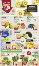 Gazetka promocyjna Rewe - Diese Woche im Angebot! - Gazetka - ważna od 14.05 do 14.05.2022 - strona 2 - produkty: aktionspreis, avocado, avocados, balkonpflanzen, beere, beeren, bio, Birnen, blume, blumen, dahlie, discount, eis, Elan, elle, ente, geranie, heidelbeere, heidelbeeren, ingwer, kiwi, kräuter, mac, nuss, pflanze, pflanzen, porridge, reis, rwe, Schal, Schale, smoothie, smoothies, snack, tafeläpfel, tafelbirnen, tafeltrauben, Ti, tomate, tomaten, topf, trauben, und gemüse, zespri, zitrone, zitronen