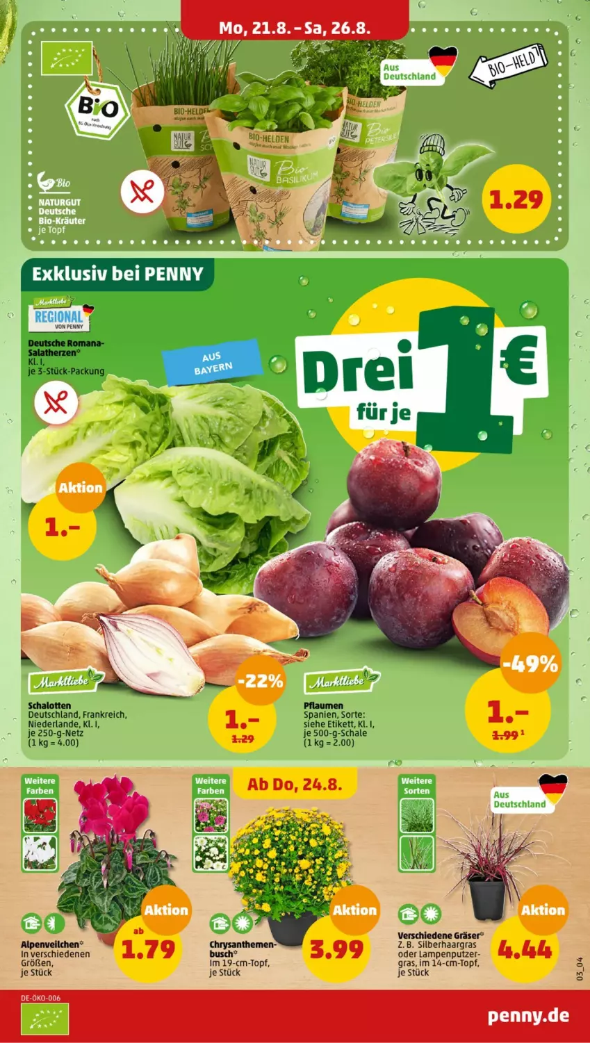 Aktueller Prospekt Penny - Prospekte - von 21.08 bis 26.08.2023 - strona 3 - produkty: Alpenveilchen, Lampe, mac, pflaume, pflaumen, rwe, Schal, Schale, Schalotte, topf