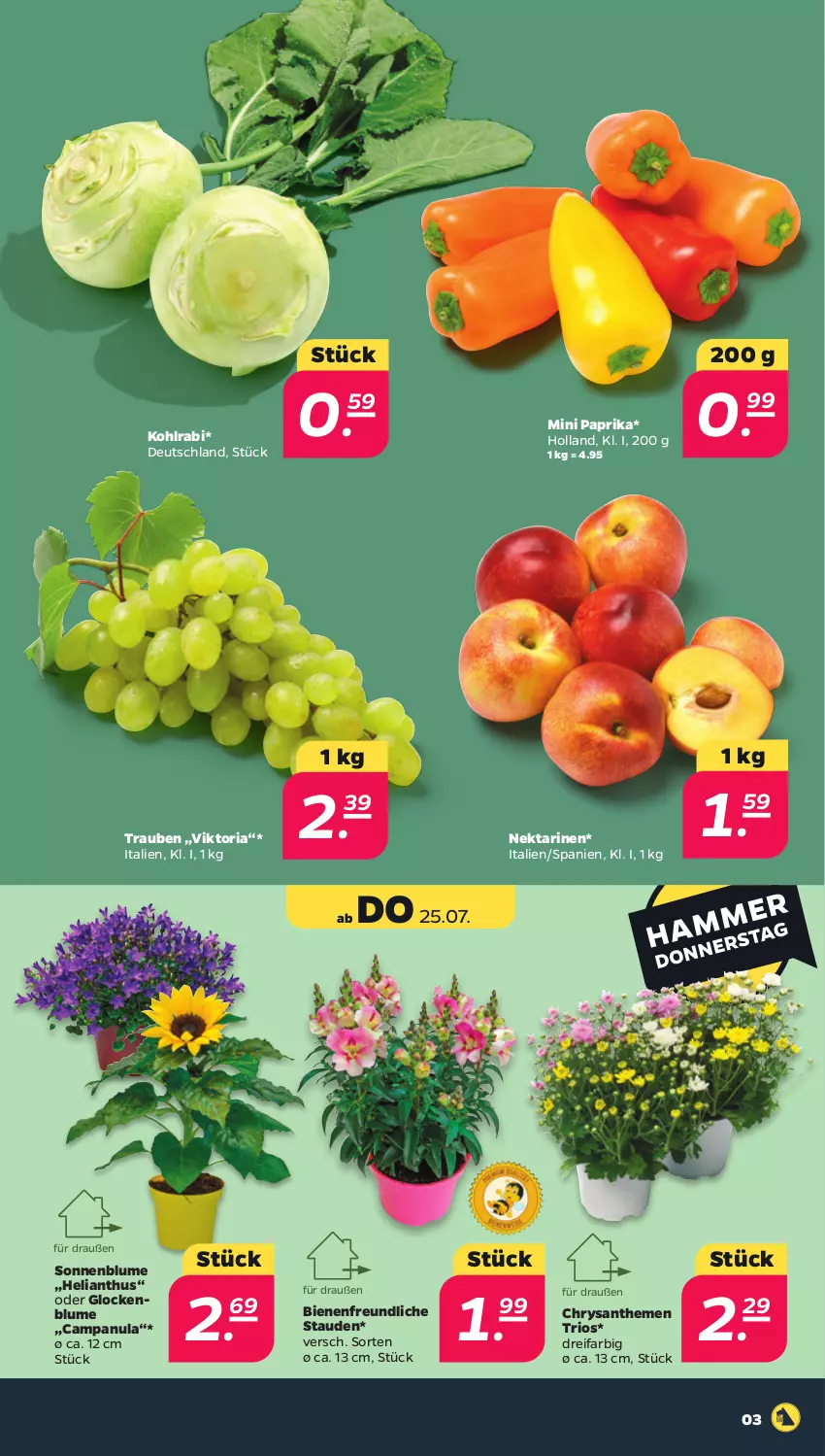 Aktueller Prospekt Netto - Woche 30 - von 22.07 bis 27.07.2024 - strona 3 - produkty: blume, Campanula, chrysanthemen, kohlrabi, Nektar, nektarinen, paprika, Ria, sonnenblume, stauden, trauben