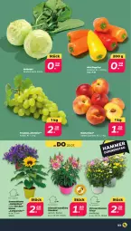 Gazetka promocyjna Netto - Woche 30 - Gazetka - ważna od 27.07 do 27.07.2024 - strona 3 - produkty: blume, Campanula, chrysanthemen, kohlrabi, Nektar, nektarinen, paprika, Ria, sonnenblume, stauden, trauben