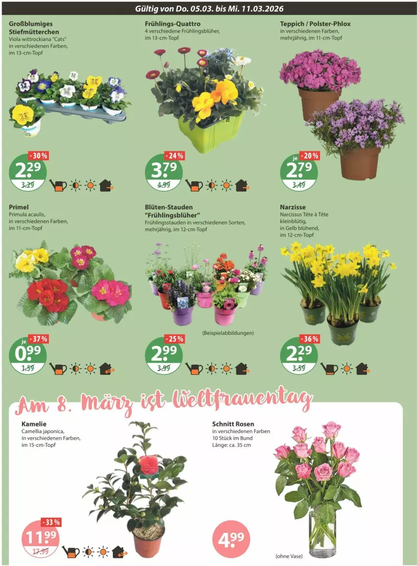 Aktueller Prospekt Vmarkt - Prospekte - von 05.03 bis 11.03.2026 - strona 14 - produkty: beispielabbildung, Blüte, eis, rosen, stauden, teppich, Ti, topf, Vase
