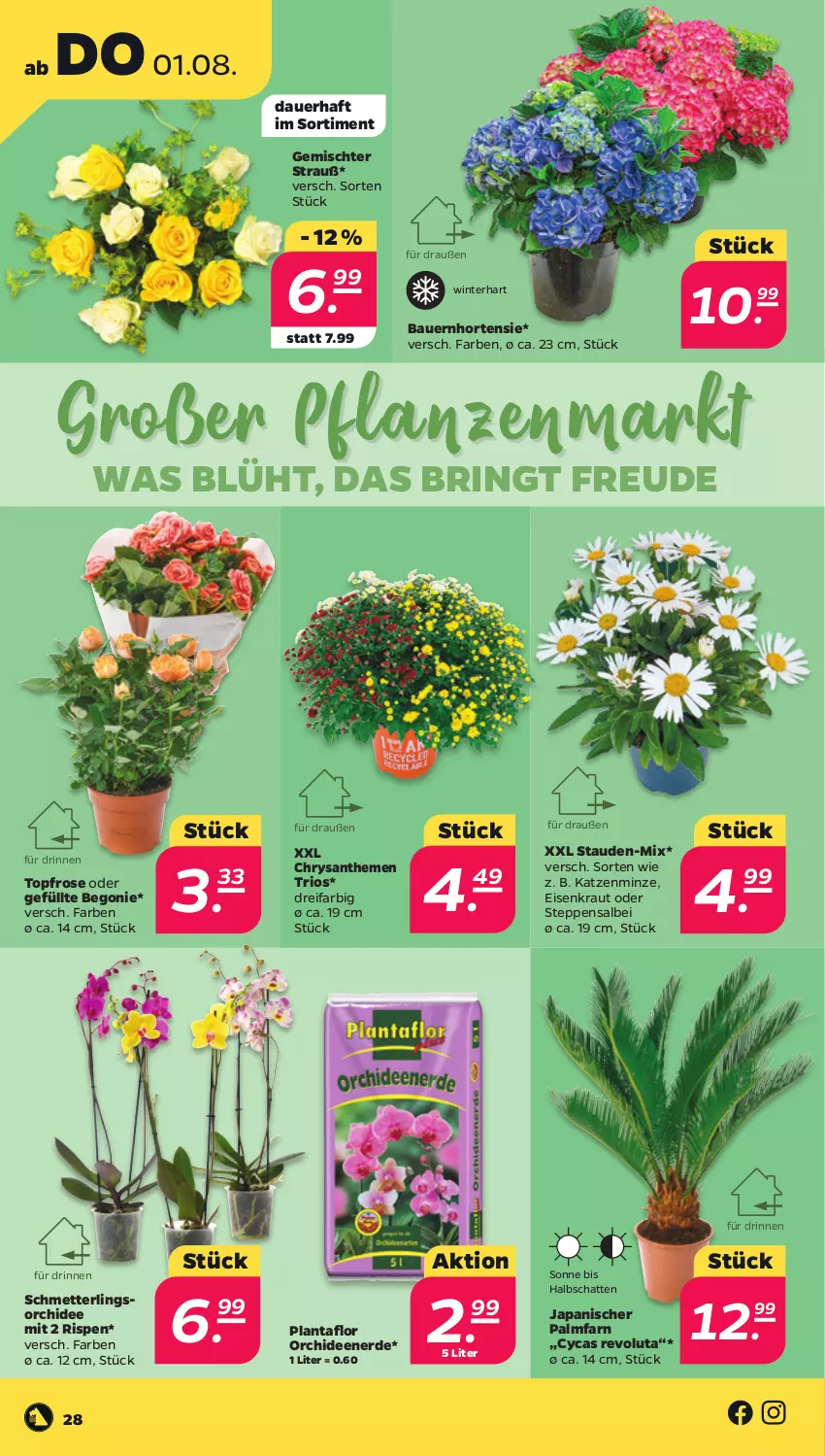 Aktueller Prospekt Netto - Woche 31 - von 29.07 bis 03.08.2024 - strona 28 - produkty: auer, Bau, Bauer, Begonie, chrysanthemen, eis, erde, hortensie, Kraut, Mett, minze, orchidee, orchideen, Orchideenerde, pflanze, pflanzen, ring, Schmetterling, schmetterlingsorchidee, stauden, Ti, topf