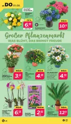 Gazetka promocyjna Netto - Woche 31 - Gazetka - ważna od 03.08 do 03.08.2024 - strona 28 - produkty: auer, Bau, Bauer, Begonie, chrysanthemen, eis, erde, hortensie, Kraut, Mett, minze, orchidee, orchideen, Orchideenerde, pflanze, pflanzen, ring, Schmetterling, schmetterlingsorchidee, stauden, Ti, topf