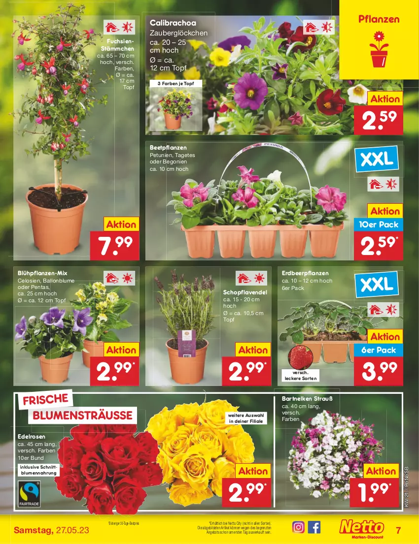 Aktueller Prospekt Netto Marken-Discount - Filial-Angebote - von 22.05 bis 27.05.2023 - strona 7 - produkty: angebot, ball, beetpflanzen, Begonie, bestpreis, blume, blumen, calibrachoa, eis, Erdbeerpflanze, HP, lavendel, petunie, petunien, pflanze, pflanzen, reis, rosen, Ti, topf, zauberglöckchen, ZTE