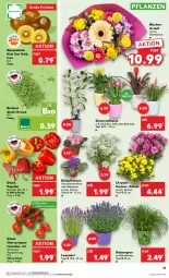 Gazetka promocyjna Kaufland - Prospekt - Gazetka - ważna od 26.06 do 26.06.2024 - strona 13 - produkty: angebot, angebote, Becher, bio, bioland, Bromelie, chrysanthemen, Edelweiss, eis, früchte, HP, kiwi, lavendel, orchidee, paprika, paprika rot, pflanze, pflanzen, Ria, Schal, Schale, Ti, tisch, tomate, tomaten, topf, topf ø 12 cm, übertopf