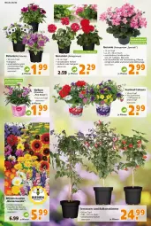 Gazetka promocyjna  - Prospekt für Globus Baumarkt  Achern - Gazetka - ważna od 21.05 do 21.05.2022 - strona 2 - produkty: auer, Blüte, Blütenstauden, Container, geranie, geranien, käfer, Pelargonium, petunie, petunien, pflanze, pflanzen, stauden, Ti, topf