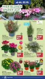 Gazetka promocyjna Aldi Nord - Von Montag - Gazetka - ważna od 05.10 do 05.10.2024 - strona 24 - produkty: Alpenveilchen, auer, Bau, Bauer, gin, hama, kulturtopf, pflanze, pflanzen, Ria, Ti, topf, ZTE