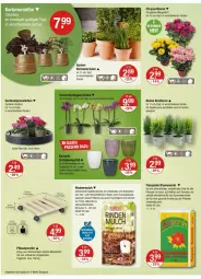 Gazetka promocyjna Vmarkt - Prospekte - Gazetka - ważna od 01.10 do 01.10.2025 - strona 20 - produkty: Alpenveilchen, angebot, angebote, blume, blumen, blumenerde, buch, decke, ente, erde, Garten, Holz, Konifere, kraft, Kraut, kräuter, küche, Küchen, leine, LG, massivholz, pflanze, pflanzen, rind, rindenmulch, Roller, Ti, topf, usb