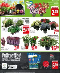 Gazetka promocyjna Edeka - Prospekte - Gazetka - ważna od 20.04 do 20.04.2024 - strona 4 - produkty: Blüte, eis, Erdbeerpflanze, hortensie, lavendel, pflanze, pflanzen, rosmarin, Ti, topf