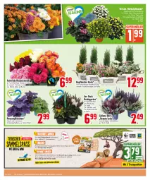 Gazetka promocyjna E Center - Angebote der Woche - Gazetka - ważna od 23.09 do 23.09.2023 - strona 8 - produkty: Alpenveilchen, beko, chrysanthemen, deka, Draht, eis, Garten, Heidekraut, Heu, korb, Kraut, mac, pflanze, pflanzen, reis, rosen, Rosenstrauß, Schleich, Ti, topf, ZTE