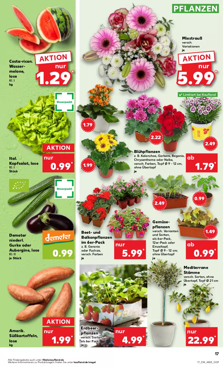 Aktueller Prospekt Kaufland - Prospekt - von 04.04 bis 10.04.2024 - strona 17 - produkty: angebot, angebote, aubergine, balkonpflanzen, Begonie, Erdbeerpflanze, geranie, Gerber, gin, gurke, HP, Kalanchoe, kartoffel, kartoffeln, kopfsalat, melone, pflanze, pflanzen, Ria, salat, Süßkartoffeln, Ti, topf, übertopf, wasser, Zelt