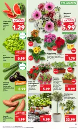 Gazetka promocyjna Kaufland - Prospekt - Gazetka - ważna od 10.04 do 10.04.2024 - strona 17 - produkty: angebot, angebote, aubergine, balkonpflanzen, Begonie, Erdbeerpflanze, geranie, Gerber, gin, gurke, HP, Kalanchoe, kartoffel, kartoffeln, kopfsalat, melone, pflanze, pflanzen, Ria, salat, Süßkartoffeln, Ti, topf, übertopf, wasser, Zelt