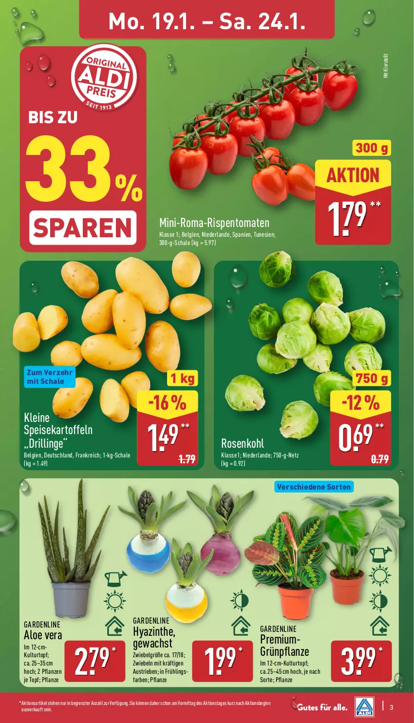 Aktueller Prospekt Aldi Nord - Von Montag - von 19.01 bis 24.01.2026 - strona 3 - produkty: aloe vera, aust, Blüte, Brei, eis, gin, kartoffel, kartoffeln, kulturtopf, leine, LG, pflanze, pflanzen, rispentomaten, rosen, Rosenkohl, Schal, Schale, speisekartoffeln, Ti, tomate, tomaten, topf, ZTE, zwiebel, zwiebeln