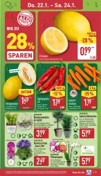 Gazetka promocyjna Aldi Nord - Von Montag - Gazetka - ważna od 24.01 do 24.01.2026 - strona 25 - produkty: Becher, beutel, blume, blumen, Blüte, Brei, eis, erde, gewürz, gin, Holz, honig, honigmelone, korb, kulturtopf, melone, möhren, paprika, paprika rot, pflanze, phalaenopsis, reis, Ria, rind, rindenmulch, Spitzpaprika, Ti, topf, zitrone, zitronen, ZTE, zwiebel, zwiebeln