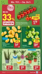 Gazetka promocyjna Aldi Nord - Von Montag - Gazetka - ważna od 24.01 do 24.01.2026 - strona 3 - produkty: aloe vera, aust, Blüte, Brei, eis, gin, kartoffel, kartoffeln, kulturtopf, leine, LG, pflanze, pflanzen, rispentomaten, rosen, Rosenkohl, Schal, Schale, speisekartoffeln, Ti, tomate, tomaten, topf, ZTE, zwiebel, zwiebeln