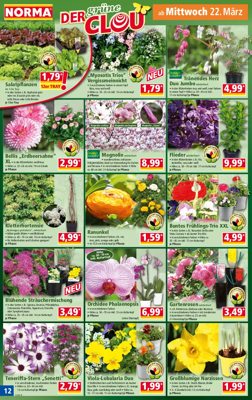 Aktueller Prospekt Norma - Norma - von 20.03 bis 27.03.2023 - strona 12 - produkty: aust, bio, Blüte, eis, flieder, Garten, hortensie, hydrangea, jumbo, kopfsalat, kulturtopf, Leuchte, leuchten, Narzissen, orange, orchidee, pflanze, pflanzen, phalaenopsis, Ria, rosen, rwe, sahne, salat, Schal, Schale, Ti, topf, übertopf, Yo, zwiebel, zwiebeln