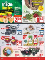 Gazetka promocyjna Edeka - Angebote der Woche - Gazetka - ważna od 28.05 do 28.05.2022 - strona 10 - produkty: beere, beeren, braun, champignon, champignons, deka, driscoll's, eis, elle, fleisch, Garten, gartennelke, kartoffel, kartoffeln, Lauchzwiebel, lauchzwiebeln, Nektar, nektarinen, pfirsich, pfirsiche, reis, Schal, Schale, Ti, topf, ZTE, zwiebel, zwiebeln