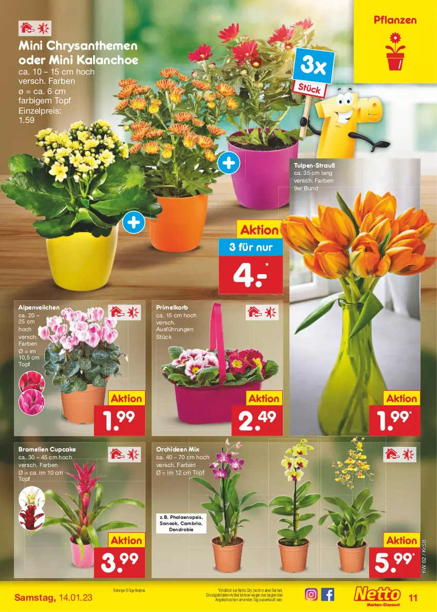 Aktueller Prospekt Netto Marken-Discount - Filial-Angebote - von 09.01 bis 14.01.2023 - strona 11 - produkty: Alpenveilchen, angebot, bestpreis, Bromelie, chrysanthemen, eis, Kalanchoe, korb, orchidee, orchideen, pflanze, pflanzen, phalaenopsis, reis, Ria, Ti, topf, ZTE