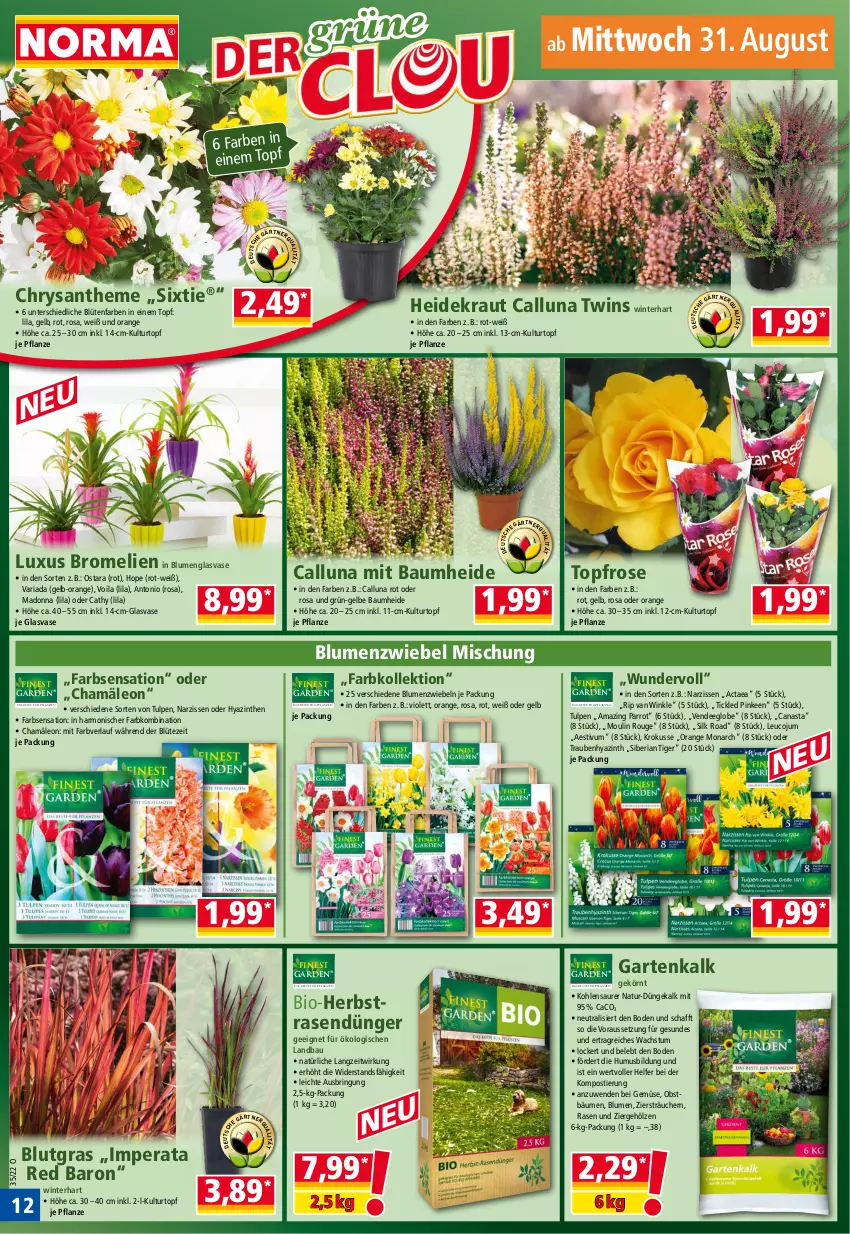 Aktueller Prospekt Norma - Norma - von 29.08 bis 05.09.2022 - strona 12 - produkty: Bau, bio, blume, blumen, Blüte, Bromelie, dünger, Garten, Heidekraut, Kraut, kulturtopf, Narzissen, natur, obst, orange, pflanze, pflanzen, rasen, rasendünger, Ria, ring, rouge, Stier, Ti, topf, trauben, usb, Vase, zwiebel, zwiebeln