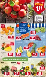 Gazetka promocyjna Rewe - Diese Woche im Angebot! - Gazetka - ważna od 29.01 do 29.01.2022 - strona 2 - produkty: aktionspreis, ananas, beere, beeren, Begonie, beutel, Birnen, blume, blumen, Blüte, discount, eis, eisbergsalat, erdbeere, erdbeeren, HP, LG, mandarine, mandarinen, mango, mangos, möhren, orange, orangen, pflanze, pflanzen, reis, rote tafeläpfel, salat, Schal, Schale, speisemöhren, tafeläpfel, tafelbirnen, tafeltrauben, Ti, topf, trauben