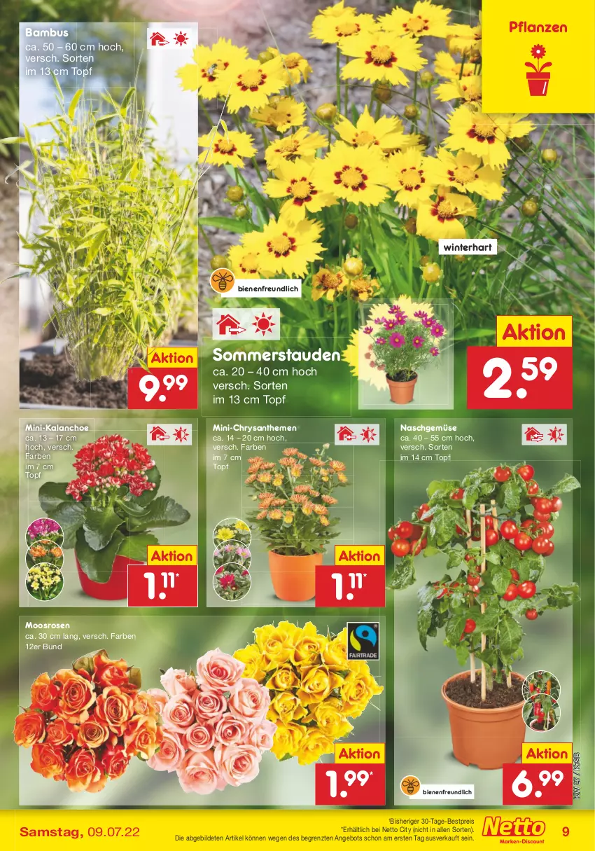 Aktueller Prospekt Netto Marken-Discount - Filial-Angebote - von 04.07 bis 09.07.2022 - strona 9 - produkty: angebot, bambus, bestpreis, chrysanthemen, eis, Kalanchoe, pflanze, pflanzen, reis, rosen, stauden, Ti, topf, ZTE