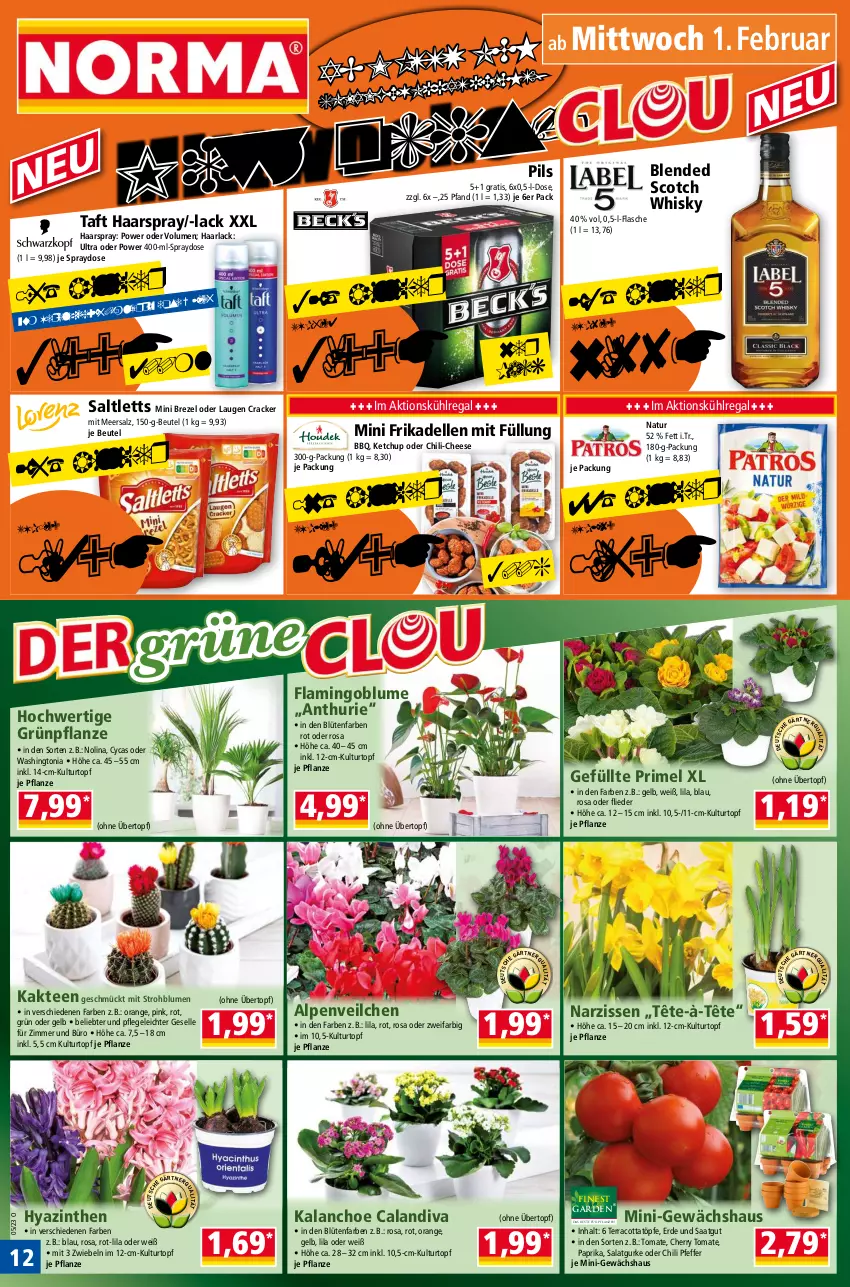 Aktueller Prospekt Norma - Norma - von 30.01 bis 06.02.2023 - strona 12 - produkty: Alpenveilchen, arla, beutel, blended scotch, blended scotch whisky, blume, blumen, Blüte, brezel, chili, cracker, dell, elle, erde, flasche, flieder, frikadellen, Gewächshaus, gurke, Haarlack, haarspray, Kaktee, Kalanchoe, ketchup, kühlregal, kulturtopf, lack, meersalz, Narzissen, natur, orange, paprika, pfeffer, pflanze, pflanzen, pils, regal, salat, Salatgurke, saltletts, salz, scotch, scotch whisky, Strohblume, Taft, tee, Ti, tomate, topf, übertopf, whisky, zwiebel, zwiebeln