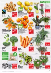 Gazetka promocyjna Kaufland - Gazetka - ważna od 16.02 do 16.02.2022 - strona 13 - produkty: ananas, angebot, angebote, asti, bio, bio-zitronen, broccoli, Bromelie, clementinen, möhren, orchidee, orchideen, pflanze, pflanzen, Physalis, salat, Schal, Schale, Tasche, taschen, Ti, topf, topf ø 12 cm, trolli, zitrone, zitronen