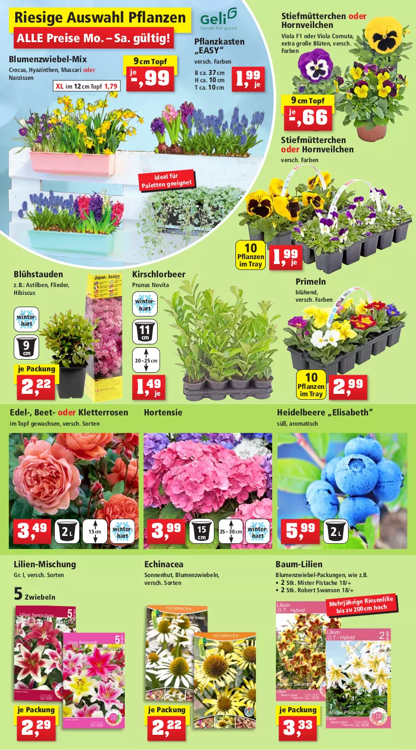 Aktueller Prospekt Thomas Philipps - Prospektwerbung - von 06.03 bis 11.03.2023 - strona 2 - produkty: asti, Bau, beere, bio, blume, blumen, Blüte, Draht, dünger, Echinacea, eis, erde, flieder, Garten, Gießkanne, handschuhe, heidelbeere, Holz, hortensie, Kinder, kirsch, kräuter, leine, LG, Maus, Narzissen, natur, Palette, pflanze, pflanzen, Pflanzkasten, Primeln, reis, rind, rindenmulch, rosen, salat, schuhe, Sport, stauden, Ti, tisch, topf, vita, werkzeug, zwiebel, zwiebeln