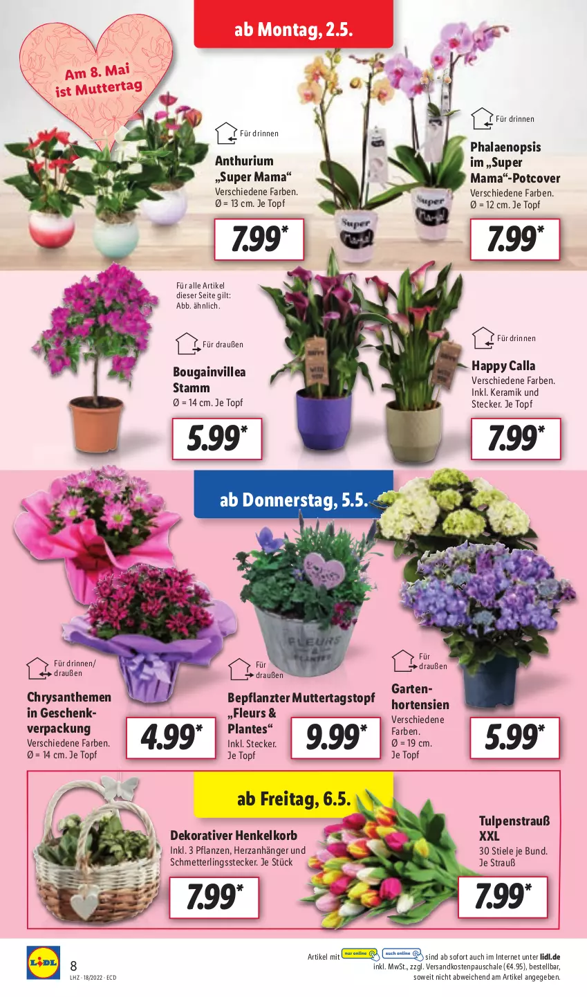 Aktueller Prospekt Lidl - Aktionsprospekt - von 02.05 bis 07.05.2022 - strona 8 - produkty: Anhänger, chrysanthemen, Garten, henkel, hortensie, hortensien, korb, mam, Mett, ndk, pflanze, pflanzen, phalaenopsis, Schal, Schale, Schmetterling, Ti, topf, ZTE