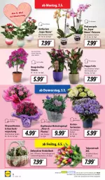 Gazetka promocyjna Lidl - Aktionsprospekt - Gazetka - ważna od 07.05 do 07.05.2022 - strona 8 - produkty: Anhänger, chrysanthemen, Garten, henkel, hortensie, hortensien, korb, mam, Mett, ndk, pflanze, pflanzen, phalaenopsis, Schal, Schale, Schmetterling, Ti, topf, ZTE