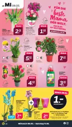 Gazetka promocyjna Netto - Woche 19 - Gazetka - ważna od 11.05 do 11.05.2024 - strona 24 - produkty: dip, dipladenia, dünger, LG, mam, Mett, orchidee, orchideen, Ria, Schmetterling, schmetterlingsorchidee, sofortrabatt, Ti, topf, Vase, Yo