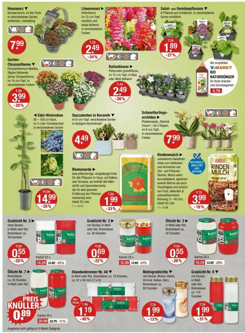 Aktueller Prospekt Vmarkt - Prospekte - von 30.05 bis 04.06.2025 - strona 20 - produkty: angebot, angebote, auer, ball, bio, blume, blumen, blumenerde, Container, decke, Deckel, ente, erde, Garten, Hauswurz, Holz, im 9-cm-topf, Kraut, kräuter, leine, LG, löwenmaul, Mett, natur, natura, orchidee, pflanze, pflanzen, phalaenopsis, rind, rindenmulch, salat, Schmetterling, Sempervivum, Ti, topf, und gemüse, usb, wein
