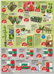 Gazetka promocyjna Vmarkt - Prospekte - Gazetka - ważna od 04.06 do 04.06.2025 - strona 20 - produkty: angebot, angebote, auer, ball, bio, blume, blumen, blumenerde, Container, decke, Deckel, ente, erde, Garten, Hauswurz, Holz, im 9-cm-topf, Kraut, kräuter, leine, LG, löwenmaul, Mett, natur, natura, orchidee, pflanze, pflanzen, phalaenopsis, rind, rindenmulch, salat, Schmetterling, Sempervivum, Ti, topf, und gemüse, usb, wein